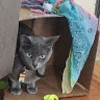 mysterious_cat